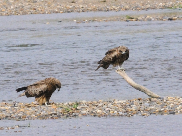 トビ　（２態-1）　木津川　八幡市　2016/04/09　Photo by Kohyuh
