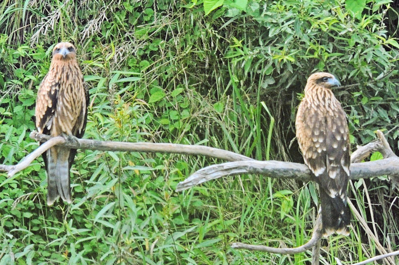 gr c@킫R^@s@2021/06/22@Photo by Kohyuh