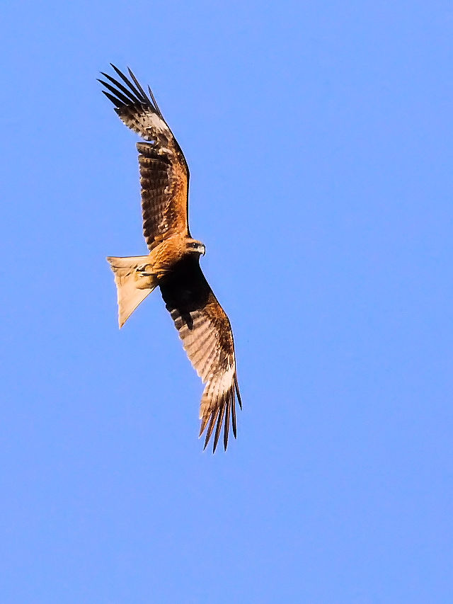 gr iQ-2j@@킫@s@2015/05/22@Photo by Kohyuh