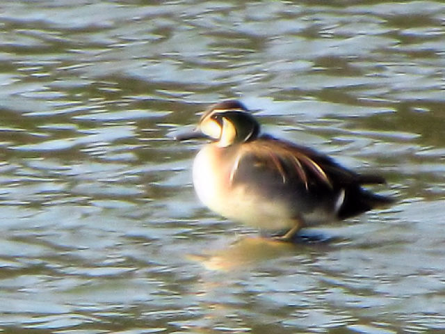 @ gGK @@@ߌΒn@s@2010/01/30@Photo by Kohyuh