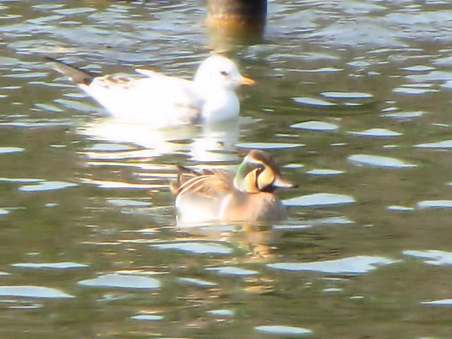 A gGK @@@ߌΒn@s@2010/01/30@Photo by Kohyuh