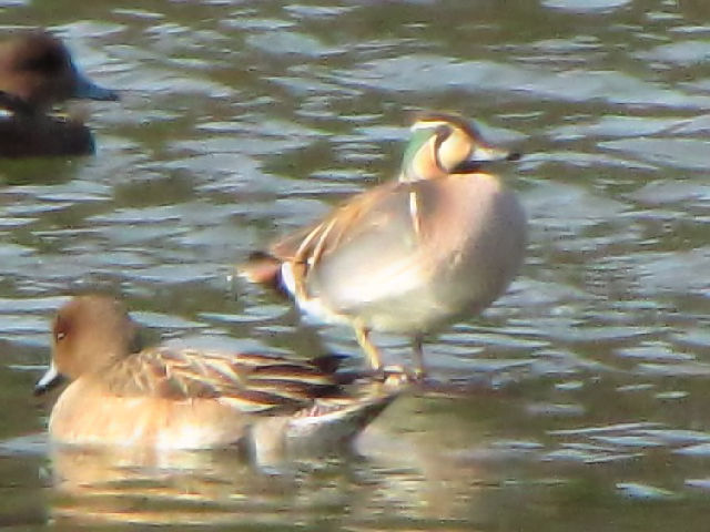 B gGK @@@ߌΒn@s@2010/01/30@Photo by Kohyuh