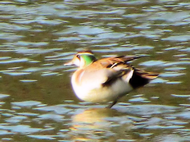 C gGK @@@ߌΒn@s@2010/01/30@Photo by Kohyuh