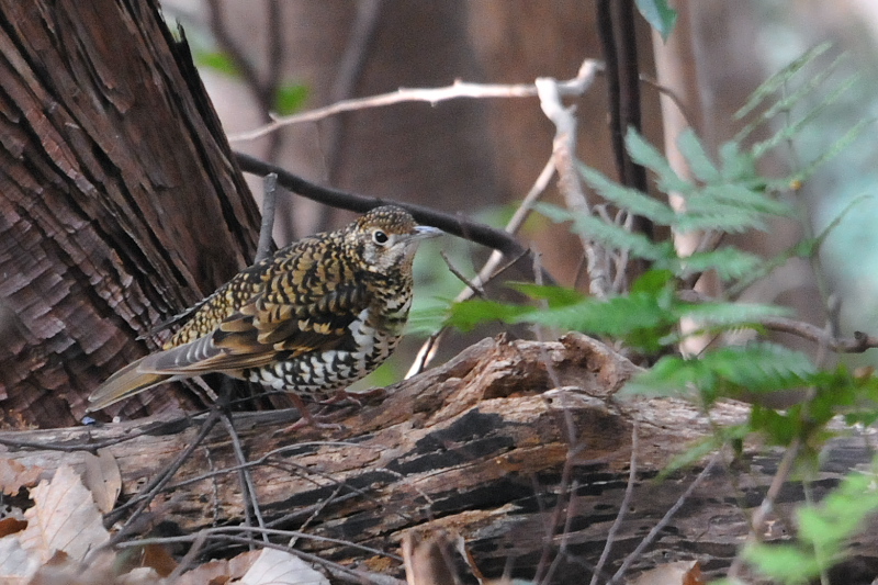 トラツグミ　石清水八幡宮周辺　男山　八幡市　2015/02/17　Photo by Takase