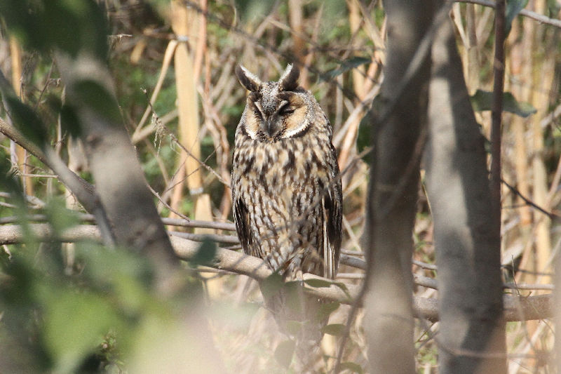 トラフズク（４態-1）　成鳥　高槻市　2018/02/28　Photo by Manda
