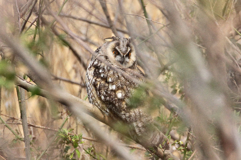 トラフズク（４態-2）　成鳥　高槻市　2018/02/28　Photo by Manda