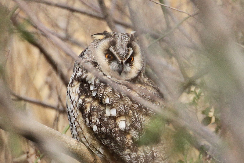 トラフズク（４態-3）　成鳥　高槻市　2018/02/28　Photo by Manda