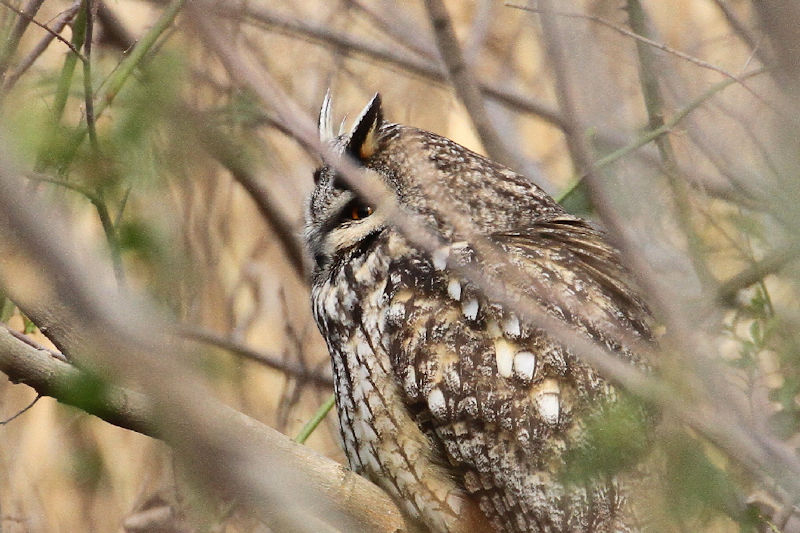 トラフズク（４態-4）　成鳥　高槻市　2018/02/28　Photo by Manda
