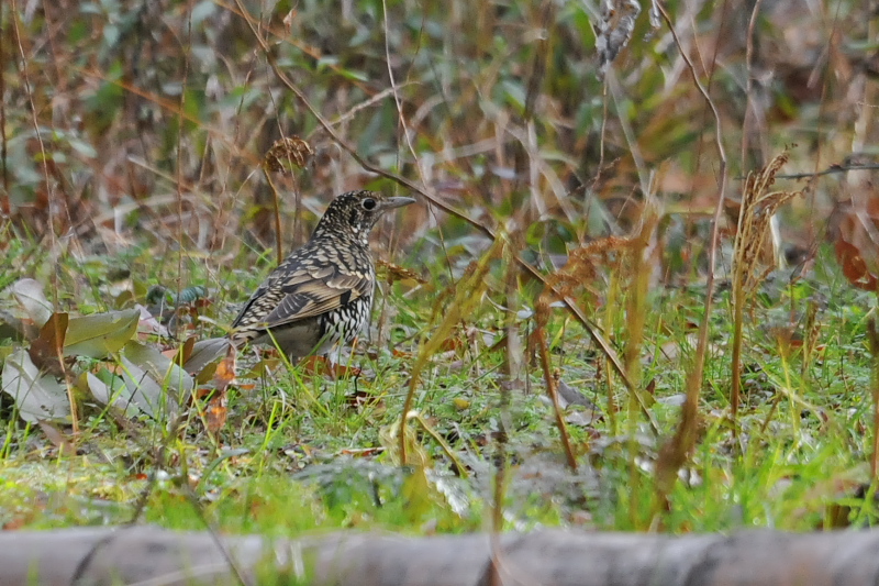 トラツグミ　男山　八幡市　2015/01/18　Photo by Takase