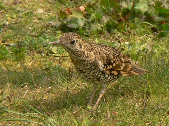 A gcO~@s@Rcr@@2007/03/23@ Photo by Takase