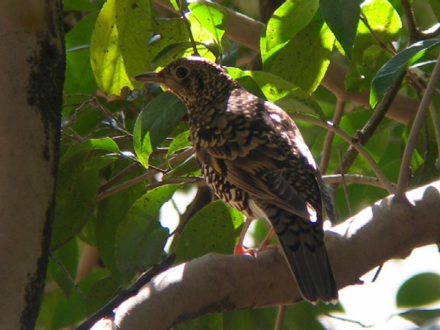 @ gcO~@s@jR@2007/02/19@ Photo by Takayama