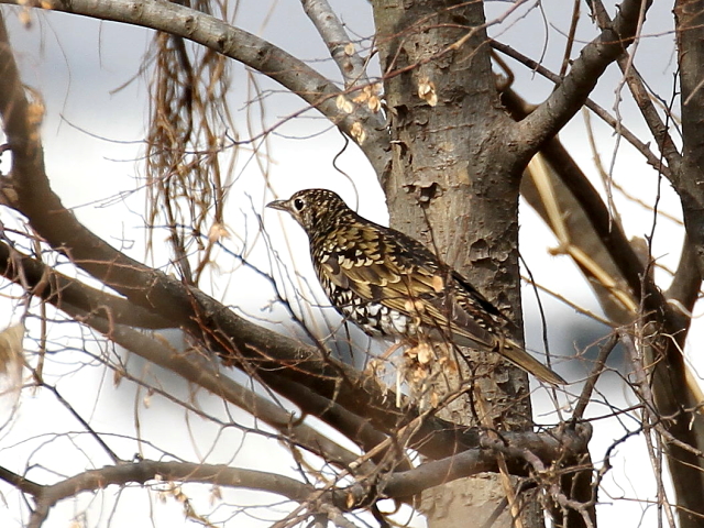Photo-20140125@gcO~@@s@k@2014/01/25@ Photo by Manda