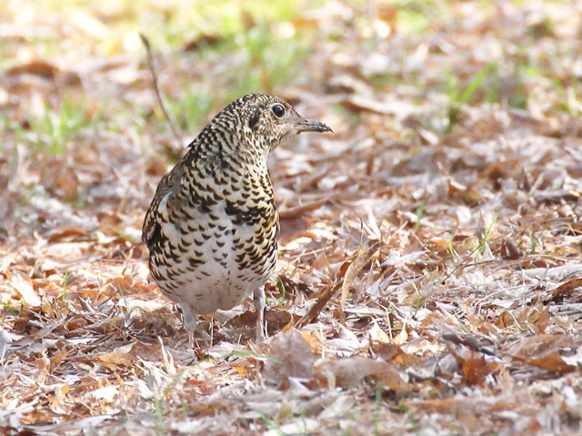 C gcO~@@s䏊@2013/03/09@Photo by Manda@ (ʐ^񋟁F@ݓc)