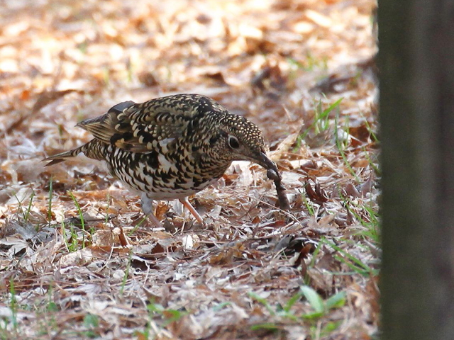 D gcO~@@s䏊@2013/03/09@Photo by Manda @(ʐ^񋟁F@ݓc)