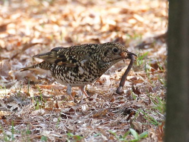 E gcO~@@s䏊@2013/03/09@Photo by Manda @(ʐ^񋟁F@ݓc)