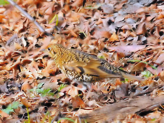 B  gcO~@@s@Βn@@2011/01/18@ Photo by Kohyuh