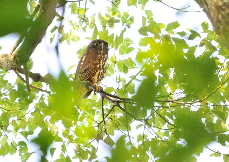 アオバズク（１０態-10）　石清水八幡宮　男山　八幡市　2018/05/19-2018/07/22　Photo by Takase　（写真提供：　高瀬律子）
