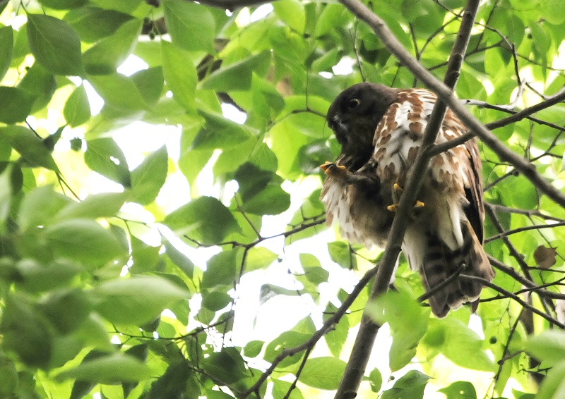 アオバズク（１０態-2）　石清水八幡宮　男山　八幡市　2018/05/19-2018/07/22　Photo by Takase　（写真提供：　高瀬律子）