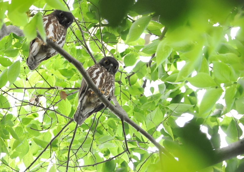 アオバズク（１０態-3）　石清水八幡宮　男山　八幡市　2018/05/19-2018/07/22　Photo by Takase　（写真提供：　高瀬律子）