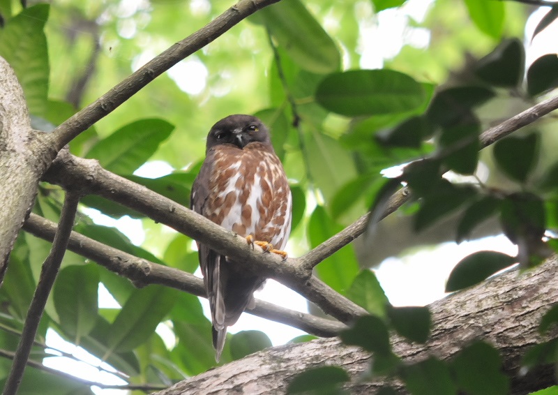 アオバズク（１０態-4）　石清水八幡宮　男山　八幡市　2018/05/19-2018/07/22　Photo by Takase　（写真提供：　高瀬律子）