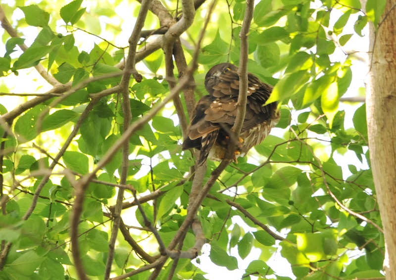アオバズク（１０態-5）　石清水八幡宮　男山　八幡市　2018/05/19-2018/07/22　Photo by Takase　（写真提供：　高瀬律子）