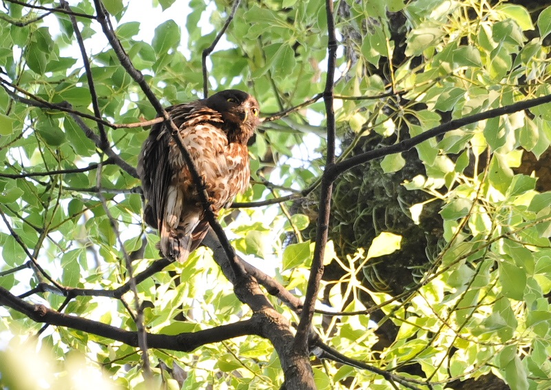 アオバズク（１０態-6）　石清水八幡宮　男山　八幡市　2018/05/19-2018/07/22　Photo by Takase　（写真提供：　高瀬律子）