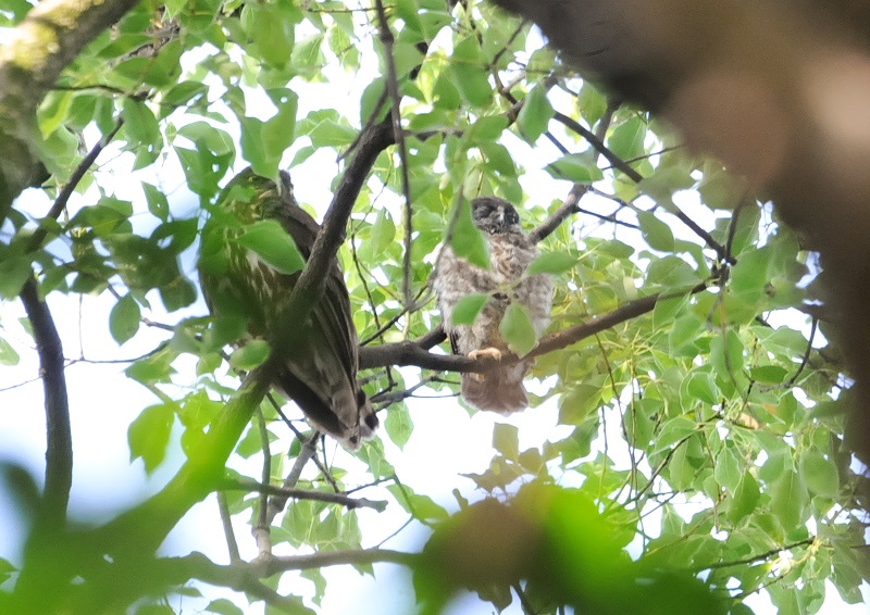アオバズク（１０態-7）　石清水八幡宮　男山　八幡市　2018/05/19-2018/07/22　Photo by Takase　（写真提供：　高瀬律子）
