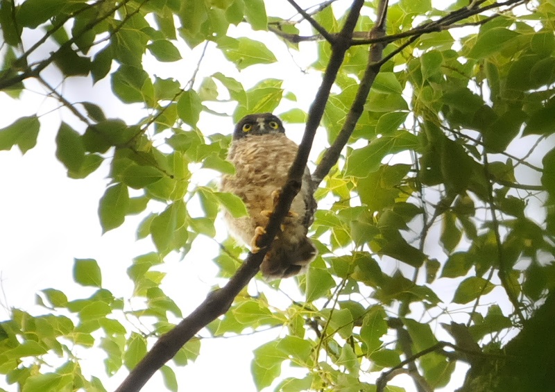アオバズク（１０態-8）　石清水八幡宮　男山　八幡市　2018/05/19-2018/07/22　Photo by Takase　（写真提供：　高瀬律子）