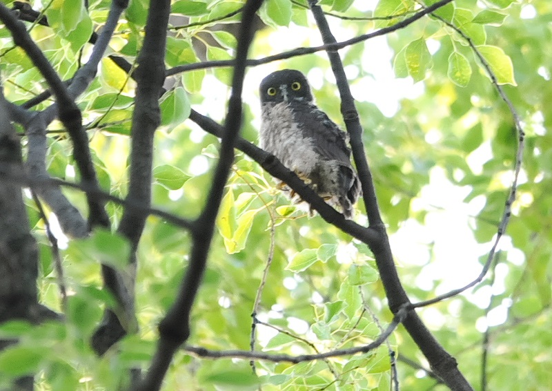 アオバズク（１０態-9）　石清水八幡宮　男山　八幡市　2018/05/19-2018/07/22　Photo by Takase　（写真提供：　高瀬律子）