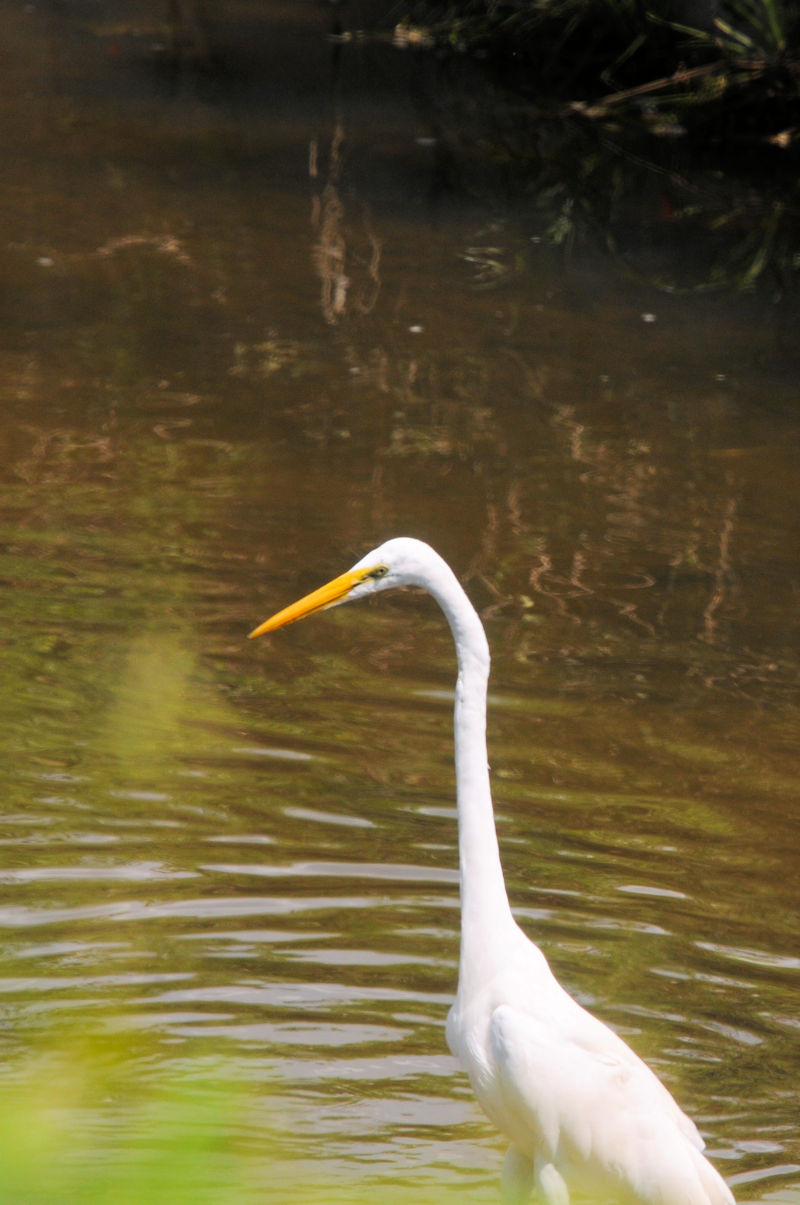 ダイサギのゴートゥーイート（７態）　“Go to eat to Otani River” 　大谷川　八幡市　2021/09/07　Photo by Kohyuh