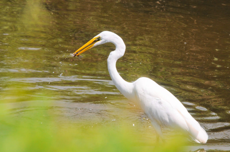 ダイサギのゴートゥーイート（７態）　“Go to eat to Otani River” 　大谷川　八幡市　2021/09/07　Photo by Kohyuh