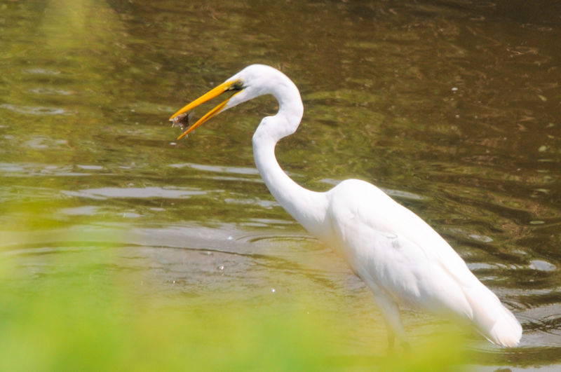 ダイサギのゴートゥーイート（７態）　“Go to eat to Otani River” 　大谷川　八幡市　2021/09/07　Photo by Kohyuh