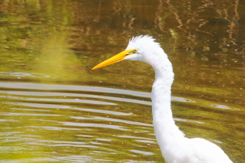 ダイサギのゴートゥーイート（７態）　“Go to eat to Otani River” 　大谷川　八幡市　2021/09/07　Photo by Kohyuh