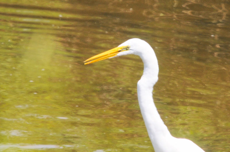ダイサギのゴートゥーイート（７態）　“Go to eat to Otani River” 　大谷川　八幡市　2021/09/07　Photo by Kohyuh