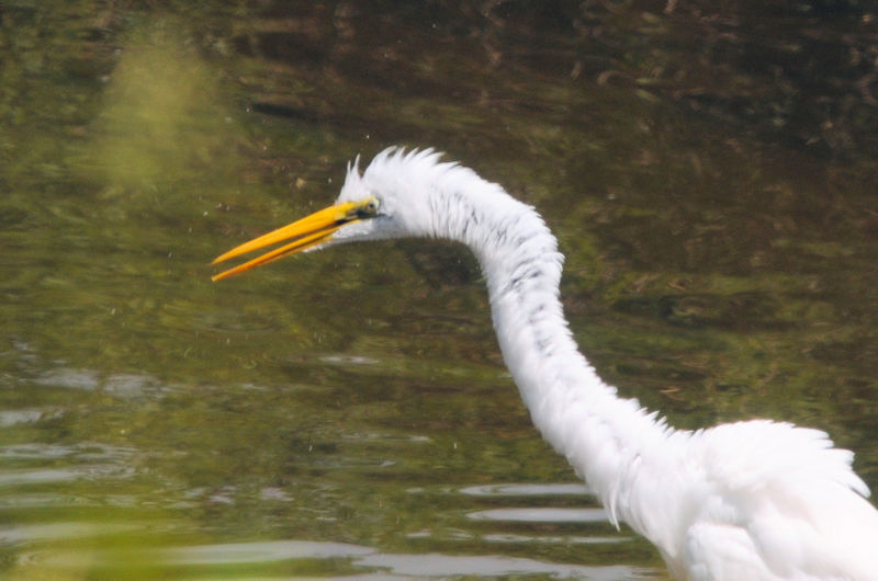 ダイサギのゴートゥーイート（７態）　“Go to eat to Otani River” 　大谷川　八幡市　2021/09/07　Photo by Kohyuh