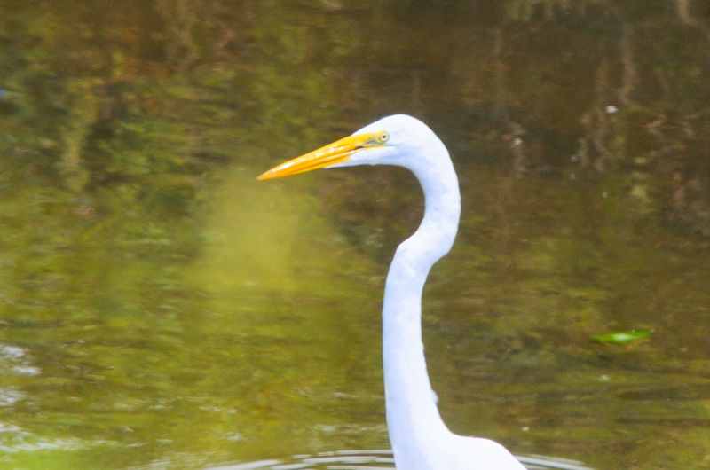 ダイサギのゴートゥーイート（７態）　“Go to eat to Otani River” 　大谷川　八幡市　2021/09/07　Photo by Kohyuh