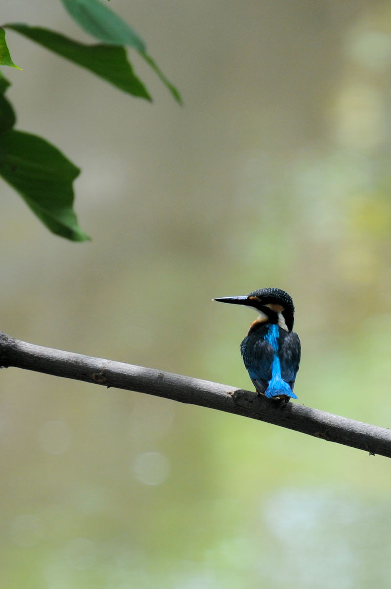 カワセミ♂の羽繕い (19態) 大谷川 八幡市 2022/08/24 Photo by Kohyuh カワセミ♂の羽繕い (19態) 大谷川 八幡市 2022/08/24 Photo by Kohyuh