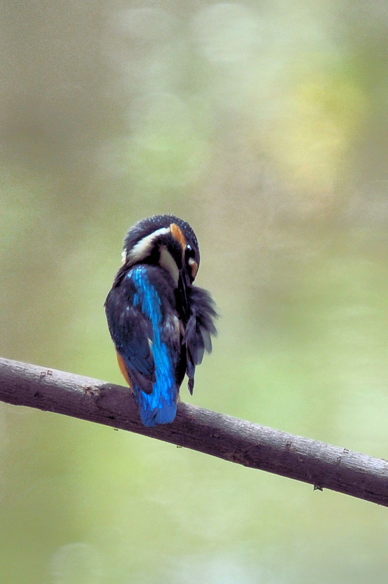 カワセミ♂の羽繕い (19態) 大谷川 八幡市 2022/08/24 Photo by Kohyuh カワセミ♂の羽繕い (19態) 大谷川 八幡市 2022/08/24 Photo by Kohyuh