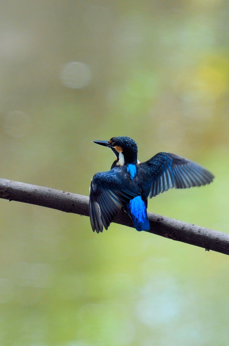 カワセミ♂の羽繕い (19態) 大谷川 八幡市 2022/08/24 Photo by Kohyuh カワセミ♂の羽繕い (19態) 大谷川 八幡市 2022/08/24 Photo by Kohyuh