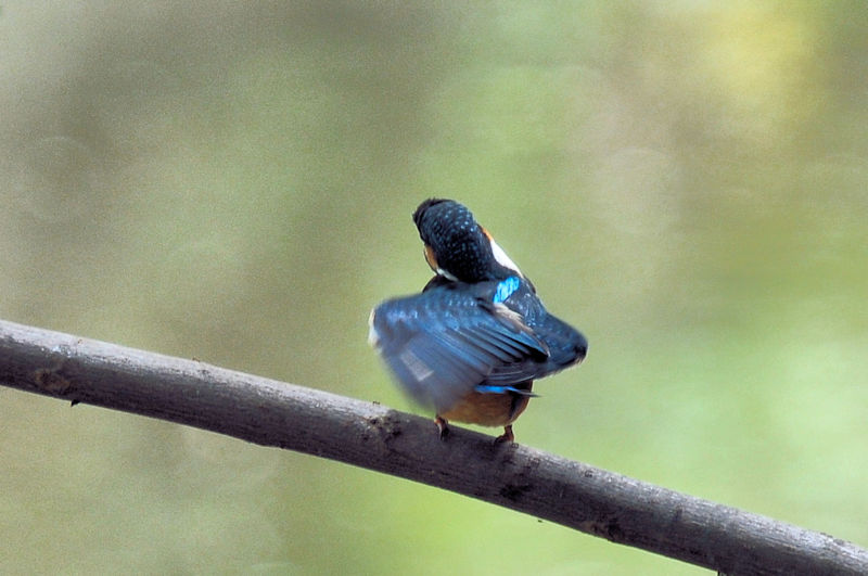 カワセミ♂の羽繕い (19態) 大谷川 八幡市 2022/08/24 Photo by Kohyuh カワセミ♂の羽繕い (19態) 大谷川 八幡市 2022/08/24 Photo by Kohyuh