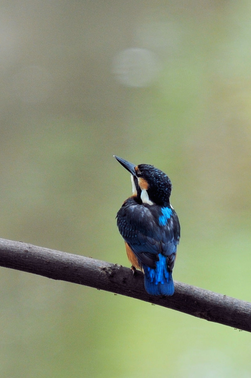 カワセミ♂の羽繕い (19態) 大谷川 八幡市 2022/08/24 Photo by Kohyuh カワセミ♂の羽繕い (19態) 大谷川 八幡市 2022/08/24 Photo by Kohyuh