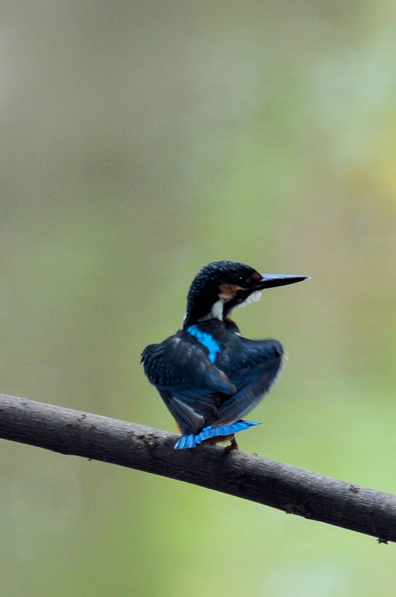 カワセミ♂の羽繕い (19態) 大谷川 八幡市 2022/08/24 Photo by Kohyuh カワセミ♂の羽繕い (19態) 大谷川 八幡市 2022/08/24 Photo by Kohyuh