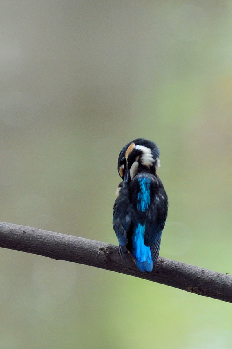 カワセミ♂の羽繕い (19態) 大谷川 八幡市 2022/08/24 Photo by Kohyuh カワセミ♂の羽繕い (19態) 大谷川 八幡市 2022/08/24 Photo by Kohyuh