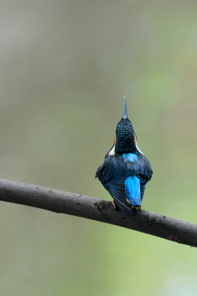 カワセミ♂の羽繕い (19態) 大谷川 八幡市 2022/08/24 Photo by Kohyuh カワセミ♂の羽繕い (19態) 大谷川 八幡市 2022/08/24 Photo by Kohyuh