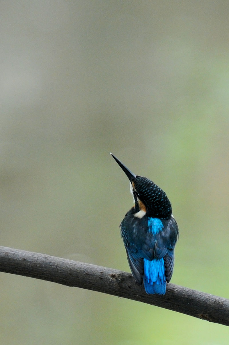 カワセミ♂の羽繕い (19態) 大谷川 八幡市 2022/08/24 Photo by Kohyuh カワセミ♂の羽繕い (19態) 大谷川 八幡市 2022/08/24 Photo by Kohyuh