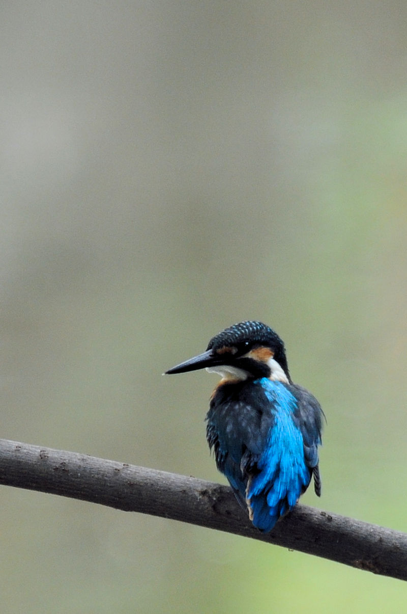 カワセミ♂の羽繕い (19態) 大谷川 八幡市 2022/08/24 Photo by Kohyuh カワセミ♂の羽繕い (19態) 大谷川 八幡市 2022/08/24 Photo by Kohyuh