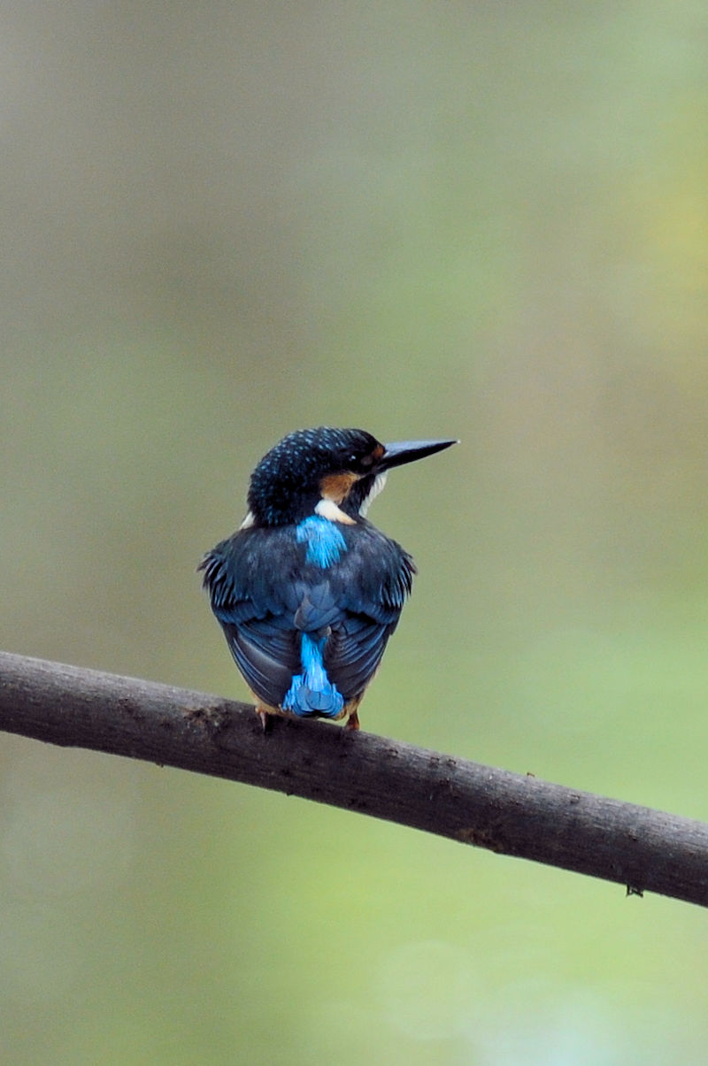 カワセミ♂の羽繕い (19態) 大谷川 八幡市 2022/08/24 Photo by Kohyuh カワセミ♂の羽繕い (19態) 大谷川 八幡市 2022/08/24 Photo by Kohyuh