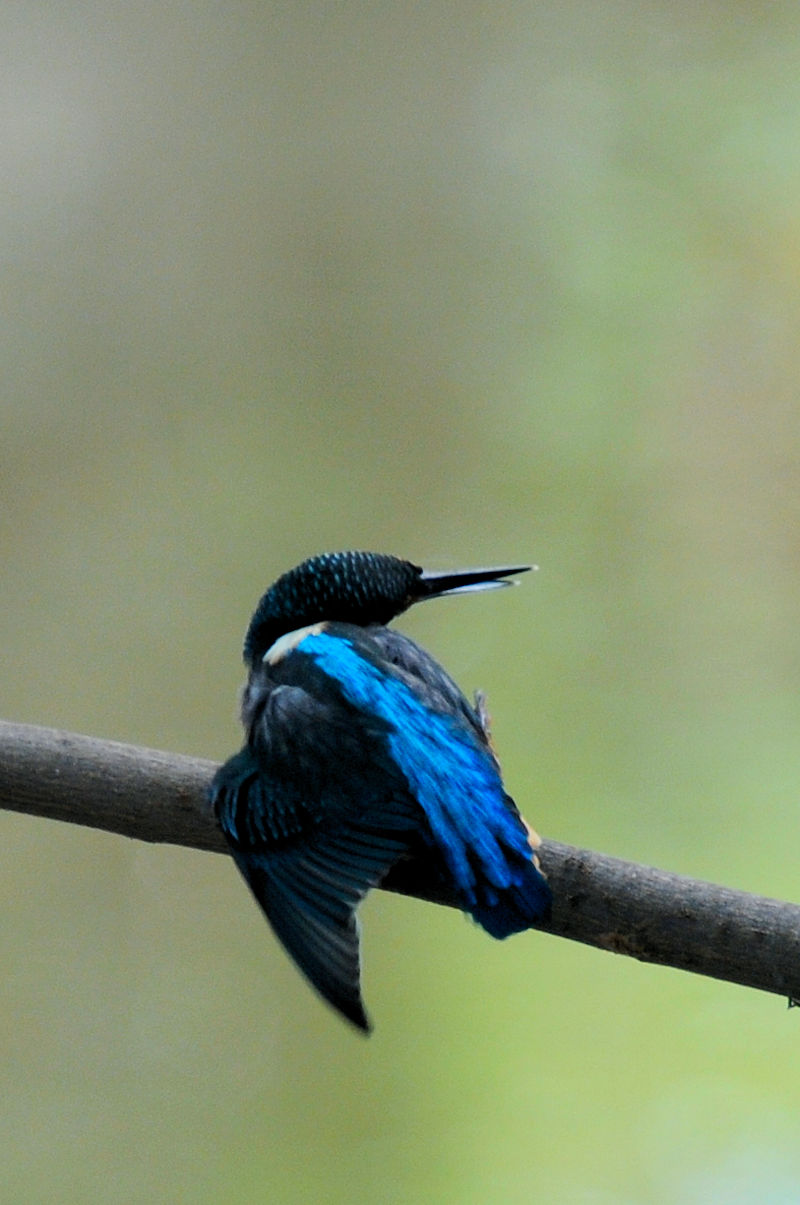 カワセミ♂の羽繕い (19態) 大谷川 八幡市 2022/08/24 Photo by Kohyuh カワセミ♂の羽繕い (19態) 大谷川 八幡市 2022/08/24 Photo by Kohyuh