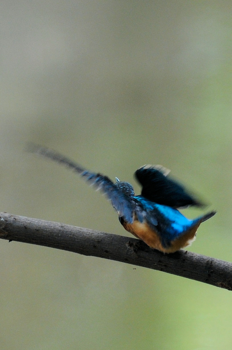 カワセミ♂の羽繕い (19態) 大谷川 八幡市 2022/08/24 Photo by Kohyuh カワセミ♂の羽繕い (19態) 大谷川 八幡市 2022/08/24 Photo by Kohyuh
