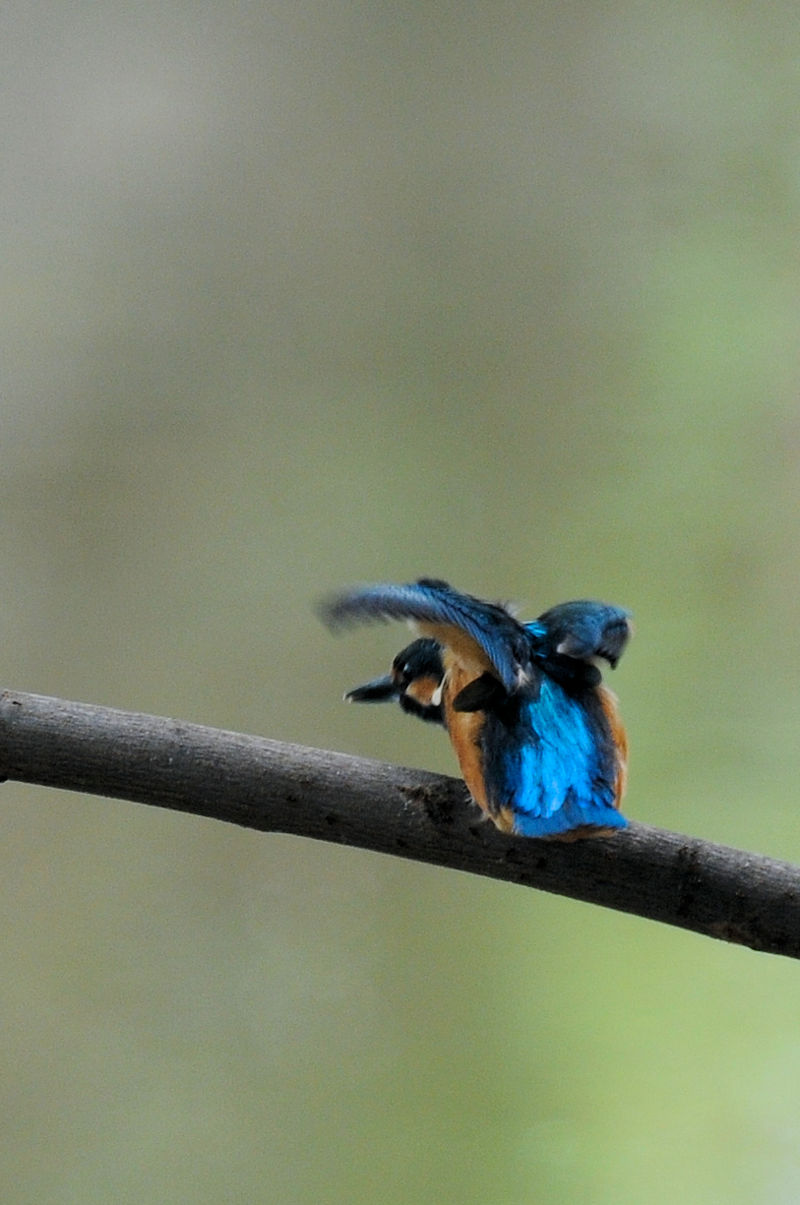 カワセミ♂の羽繕い (19態) 大谷川 八幡市 2022/08/24 Photo by Kohyuh カワセミ♂の羽繕い (19態) 大谷川 八幡市 2022/08/24 Photo by Kohyuh